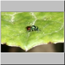 Pseudomalus cf auratus - Goldwespe 01a 4mm Lehmgrube fdet10.jpg